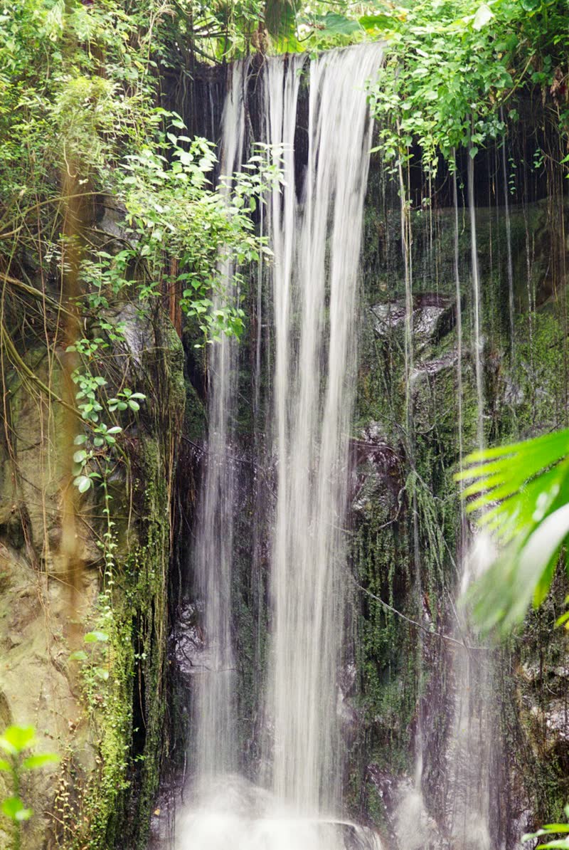 Cortina de agua cayendo entre lianas y helechos