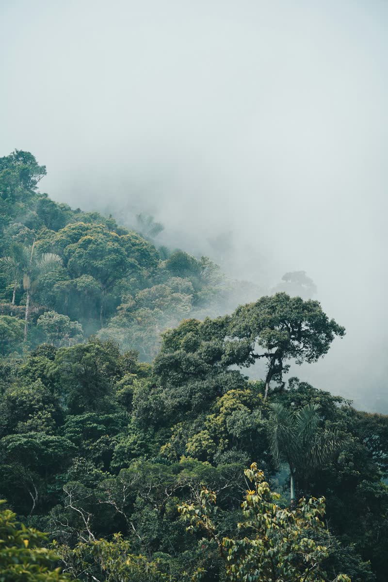 Neblina sobre las copas de la selva amazónica